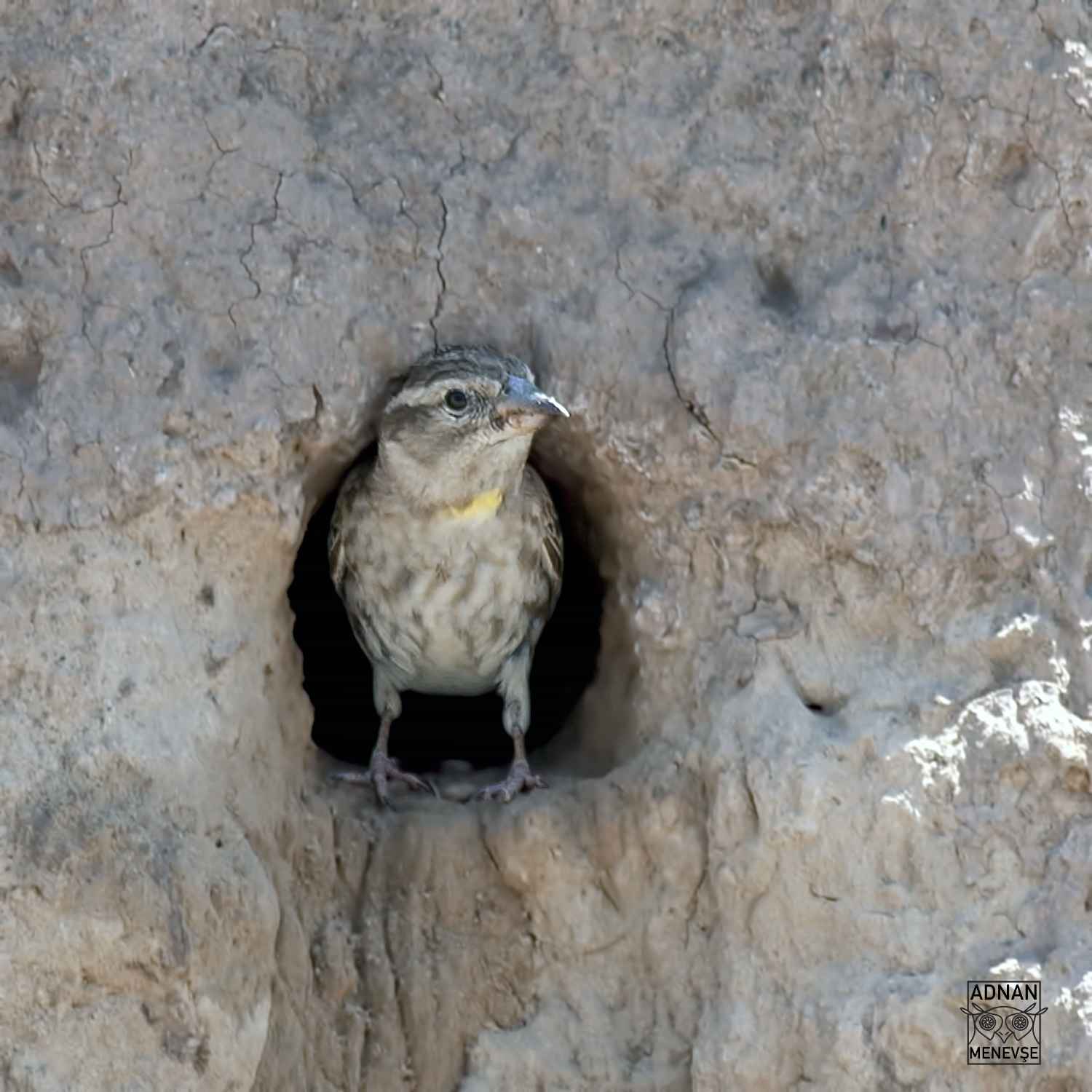 Rock Sparrow